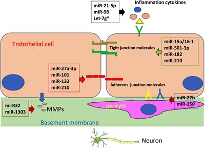 Targeting microRNAs to Regulate the Integrity of the Blood–Brain Barrier